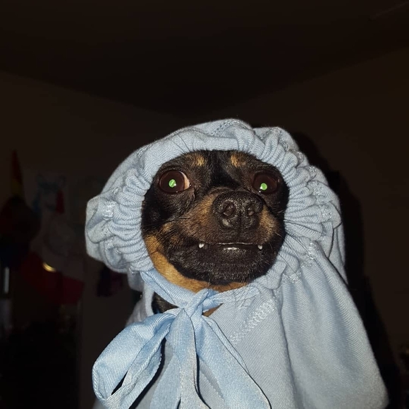 Meet your Posher, Savanah - Picture 1 of 1